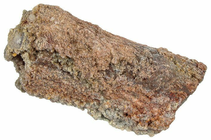 Devonian Petrified Wood (Callixylon) Section - Oldest True Wood #363299